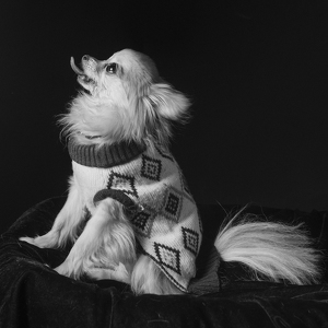 Fundraising Page: Jack Alaniz